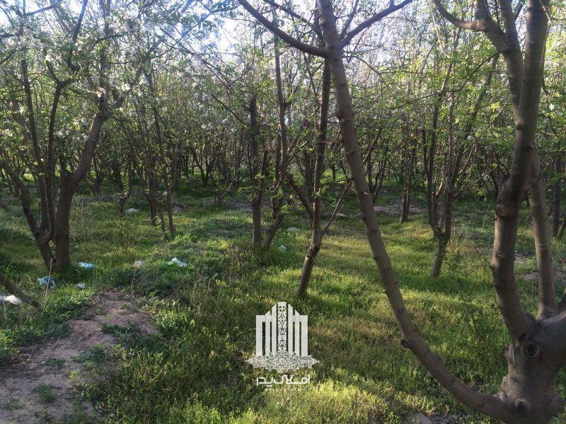 فروش 1142 متر باغ و باغچه در شهریار شهریار
